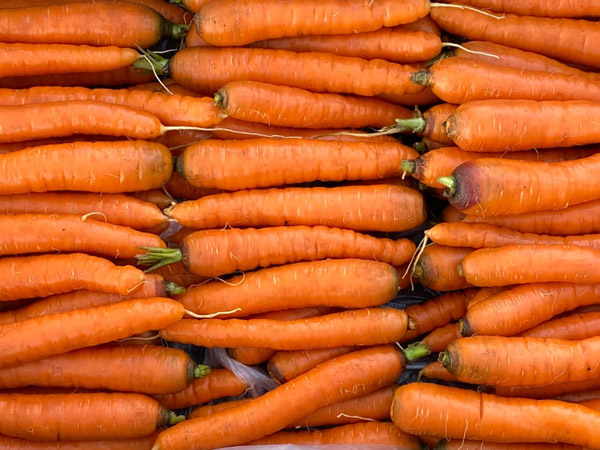 Close up image of three straight rows of processed carrots.