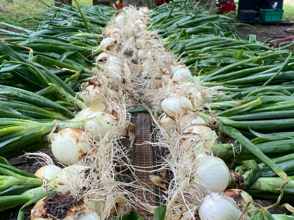 An image of onions after harvesting, sorting, and washing on the farm, drying.