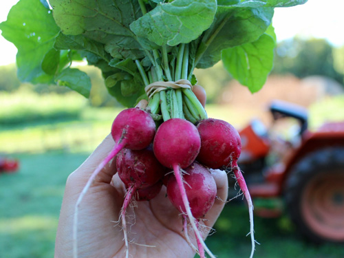 A person with a white hand holds up a bunch of radishes with a tractor in the background.