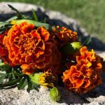 Marigolds are predominantly displayed on a rock.